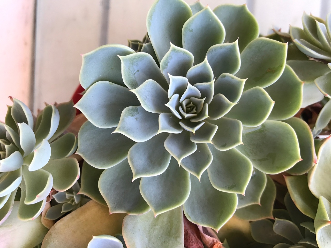 How to Plant and Grow a Succulent Garden